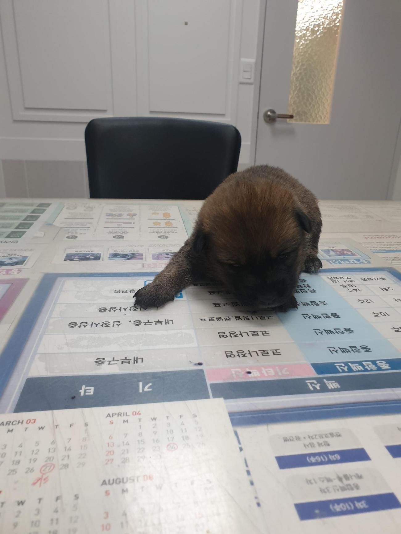 보호중 믹스견의 가…